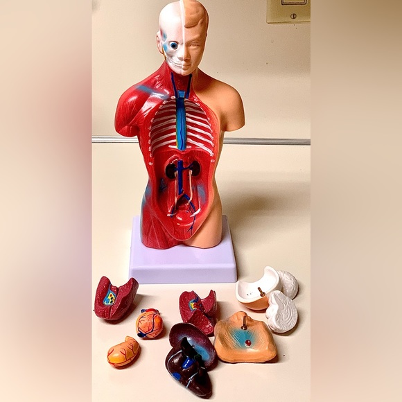 11” Biological Anatomy & Physiology Miniature Human Torso Removable Organ Model - Picture 9 of 16